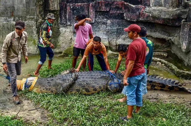 A 5-meter estuarine crocodile weighing up to 500 kg is moved at Kasang Kulim Zoo in Kampar on February 8, 2023, after being caught by residents of Mandiangin village in West Pasaman who considered it a threat to people's safety. (Photo by Wahyudi/AFP Photo)