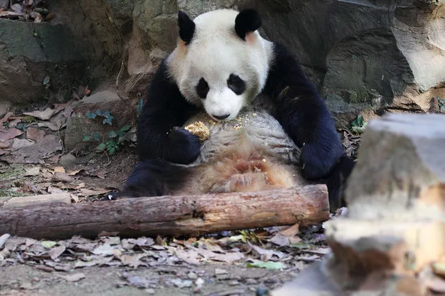 A panda eats a cornmeal bun in a zoo on December 17, 2014 in Hangzhou, China. The zoo keeps Cheng Da and Cheng Xiao, three-year-old panda sister and brother. (Photo by Feature China/Barcroft Media)