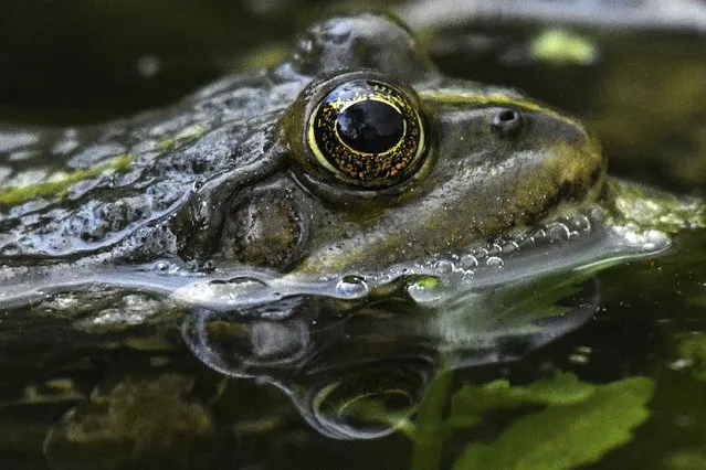 A frog swims in the water of a pond in a park in the outskirts of Moscow, Russia on May 27, 2020. (Photo by Kirill Kudryavtsev/AFP Photo)