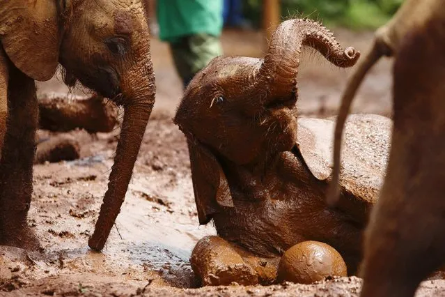Orphaned baby elephants play in the mud at the David Sheldrick Wildlife Trust Nursery within Nairobi National Park, near Kenya's capital Nairobi April 21, 2013. The orphanage cares for baby elephants and sometimes baby rhino which have been orphaned by poachers, or lost or abandoned for natural reasons. The orphaned elephants raised by the Trust are returned to join the elephant population in Tsavo National Park when they mature between eight to ten years old. (Photo by Darrin Zammit Lupi/Reuters)