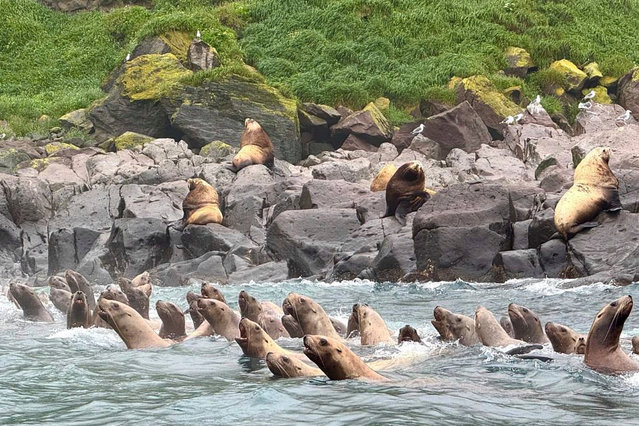 Steller sea lions swim during a tsunami approaching the shore of the Antsiferov Island located in the northern Kuril Islands chain in the Sea of Okhotsk, Russia, Wednesday, July 30, 2025. (Photo by Nikita Sinchinov/AP Photo)