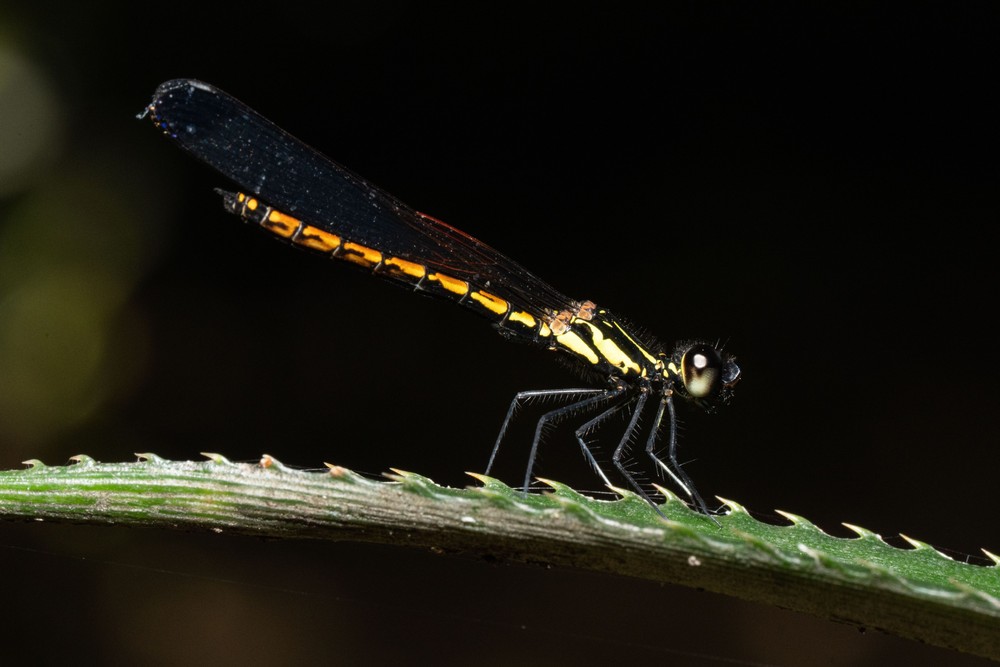 Some Photos: Insects