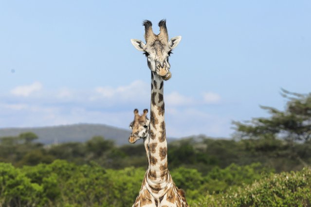 A general view of Maasai Giraffe at the Nashulai Maasai Conservancy, the first ever community-owned and directed wildlife conservancy in the Masai mara - Serengeti ecosystem in Narok County, on 07 October, 2025. The Nashulai conservancy prides itself on the way the local Maasai people and their livestock live alongside wildlife. Many of the Maasai Mara's community conservancies make their money from foreign tourists who are sold the myth that Kenya's great plains have no people, when in reality local pastoralists have leased the land to a tourism company and moved elsewhere. (Photo by Tony Karumba/AFP Photo)