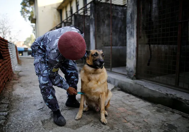 A Nepalese police officer grooms his dog before taking part in the dog festival as part of Tihar celebrations, also called Diwali, at the Central Police Dog Training School in Kathmandu, Nepal October 29, 2016. (Photo by Navesh Chitrakar/Reuters)