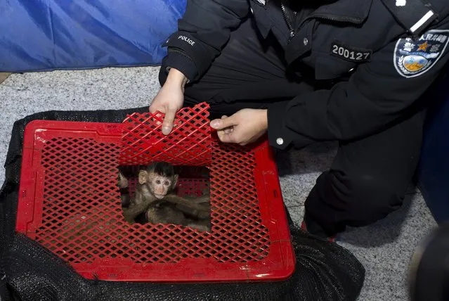 Long-tailed macaque babies are seen inside a basket as police seized a truck smuggling them from Vietnam to China, in Changsha, Hunan province January 8, 2015. (Photo by Reuters/Stringer)