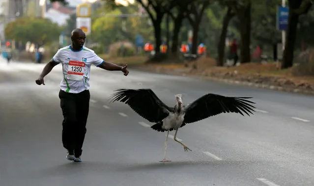 An athlete runs past a marabou stork on the route before the start of the Nairobi marathon in Nairobi, Kenya, October 30, 2016. (Photo by Thomas Mukoya/Reuters)