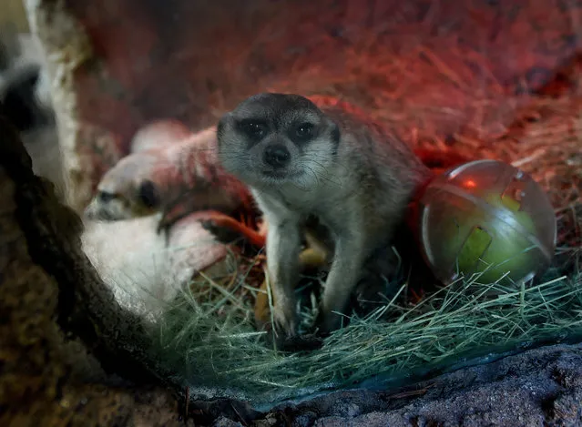 A Southwest African Meerkat keeps warm inside its enclosure at the San Diego Zoo, California on January 13, 2015. The Meerkat is native to Southern Africa. (Photo by Mark Ralston/AFP Photo)