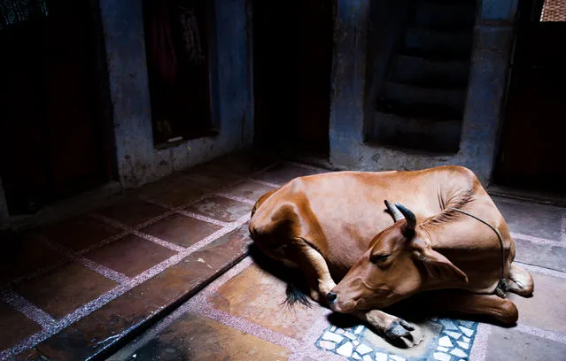 “Peaceful moment”. I was walking on Varanasi streets and suddenly saw this holy cow sleeping. It was a very peaceful moment :) Location: Varanasi, India. (Photo and caption by Matej Lancic/National Geographic Traveler Photo Contest)