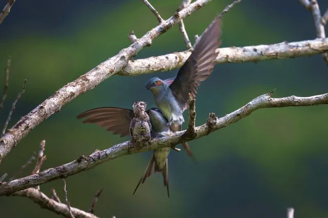 Two grey-rumped treeswift feed chick on a tree branch in Bukit Tinggi, state of Pahang in Malaysia, Wednesday, April 12, 2023. (Photo by Vincent Thian/AP Photo)