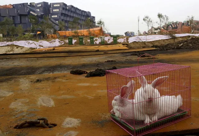 Rabbits are seen in a cage, which is placed by authority as a test of the living conditions near the site of last week's blasts at Binhai new district in Tianjin, China, August 19, 2015. (Photo by Reuters/Stringer)