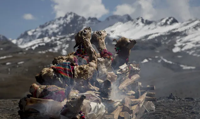 In this August 1, 2018 photo, dead, young llamas are burned as a ritualistic offering to the “Pachamama”, or Mother Earth, on La Cumbre, a mountain considered sacred on the outskirts of La Paz, Bolivia. According to lore, the Pachamama awakens hungry and thirsty every August after the dry season, and to satiate her, devotees toss offerings including fruit, coca, sweets and dead llama fetuses into a bonfire. (Photo by Juan Karita/AP Photo)