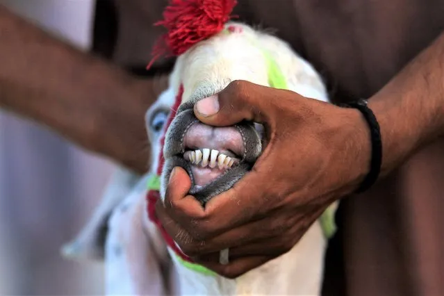 A man checks the teeth of a sacrificial goat to determine its age at a local cattle market ahead of the Muslim festival Eid Al-Adha, in Peshawar, Pakistan, 27 June 2023. Eid al-Adha is one of the holiest Muslims holidays of the year. It marks the yearly Muslim pilgrimage, known as Hajj, to visit Mecca. During Eid al-Adha Muslims will slaughter an animal and split the meat into three parts; one for family, one for friends and relatives, and one for the poor and needy. (Photo by Bilawal Arbab/EPA/EFE/Rex Features/Shutterstock)