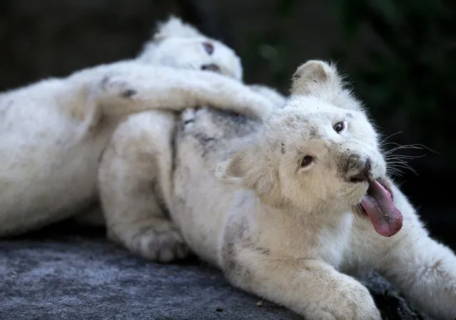 A pair of four-month-old white lion cubs play inside their enclosure at the Altiplano Zoo in Tlaxcala, Tuesday, August 7, 2018. The zoo is holding a naming contest for them and the zoo's director Cesar Toriz hopes that in a few years they can find them mates. (Photo by Rebecca Blackwell/AP Photo)