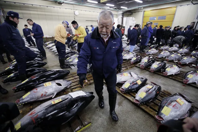 A prospective buyer inspects the quality of frozen tuna before the first auction of the year at Tsukiji fish market in Tokyo, Tuesday, January 5, 2016. (Photo by Eugene Hoshiko/AP Photo)