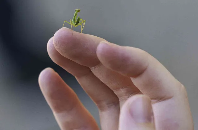 A praying mantis stands on the fingertip of a student at Occidental College in Los Angeles, Thursday, July 27, 2023. (Photo by Damian Dovarganes/AP Photo)