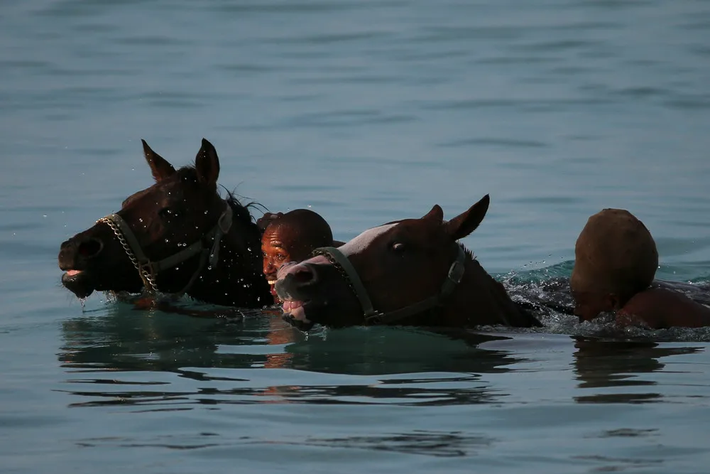 Swimming with Horses