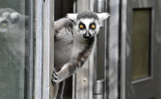 A ring-tailed lemur watches out of a door on a cold but sunny day at the zoo in Duisburg, Germany, Thursday, April 15, 2021. (Photo by Martin Meissner/AP Photo)