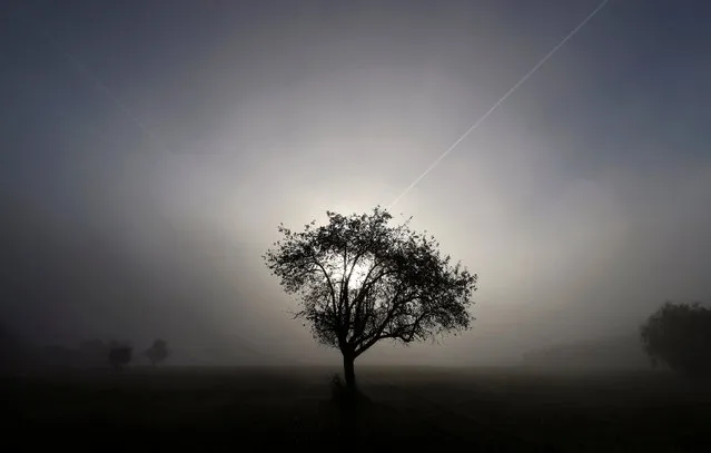 A tree is seen in early morning fog on a field between Hanau and Offenbach, Germany, November 1, 2016. (Photo by Kai Pfaffenbach/Reuters)