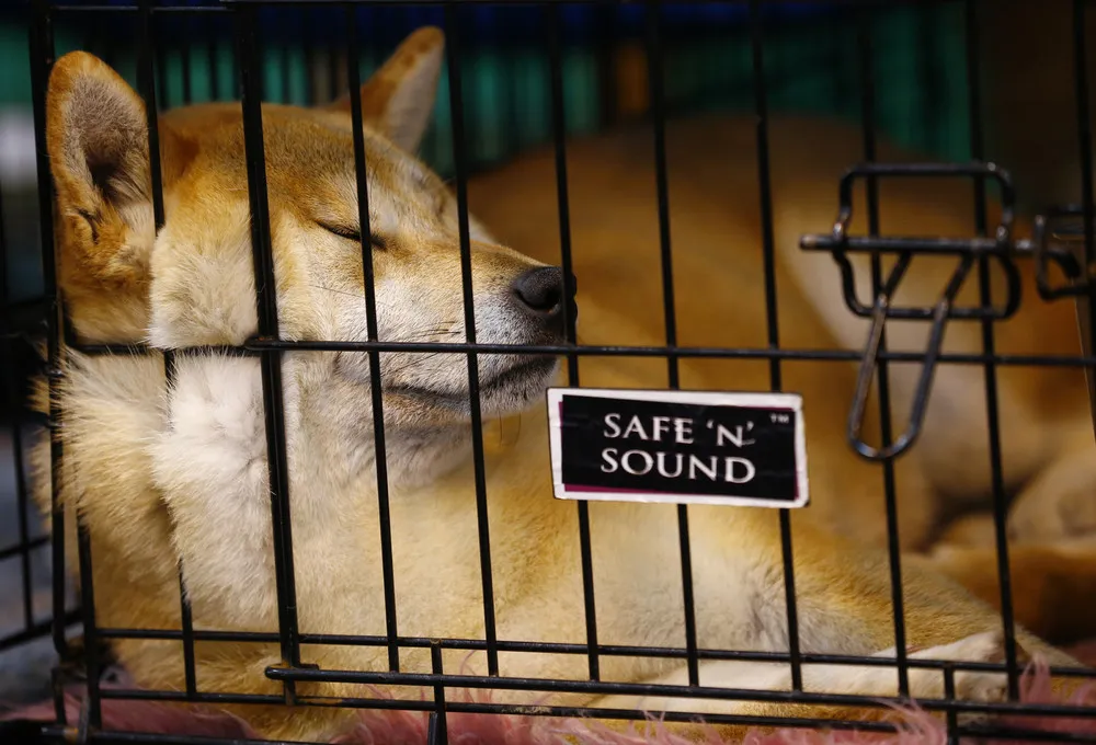 Crufts Dog Show in Birmingham, England