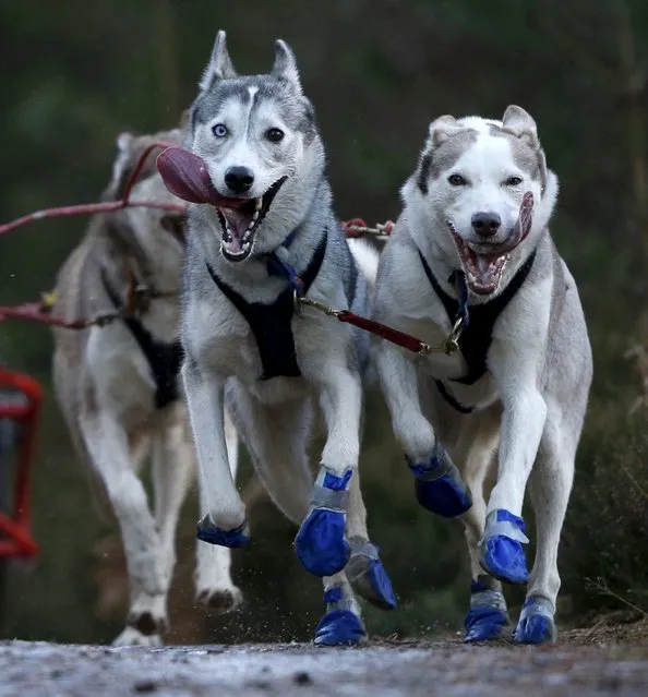 Dogs pull a musher in the 33rd Aviemore Sled Dog Rally in Aviemore, Scotland January 23, 2016. (Photo by Russell Cheyne/Reuters)