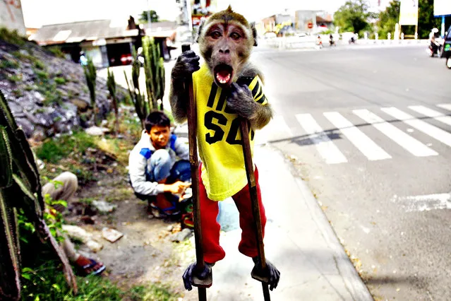 A street monkey performs on a sidewalk in Solo, Central Java, Indonesia, 28 October 2013. Jakarta Governor Joko Widodo is continued with the plan to stop masked monkey performances, locally known as “topeng monyet”, by year 2014 to improve public order and preventing illness carried by monkeys. The city's administration planned to buy the monkeys used in street performances and keeping them in a Zoo. (Photo by Mohammad Ali/EPA)