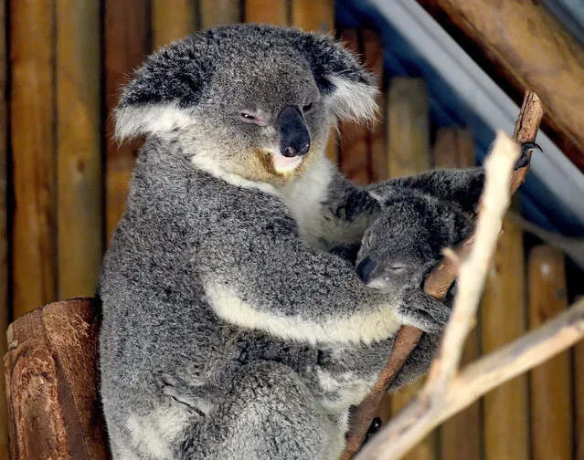 A mother Koala and her newly emerged unnamed Joey in the Australia section of the Los Angeles Zoo, California on March 12, 2015. The kangaroo and koala joeys which are between 7-9 months old are finally emerging from their mothers pouches as spring weather arrives in the city. (Photo by Mark Ralston/AFP Photo)