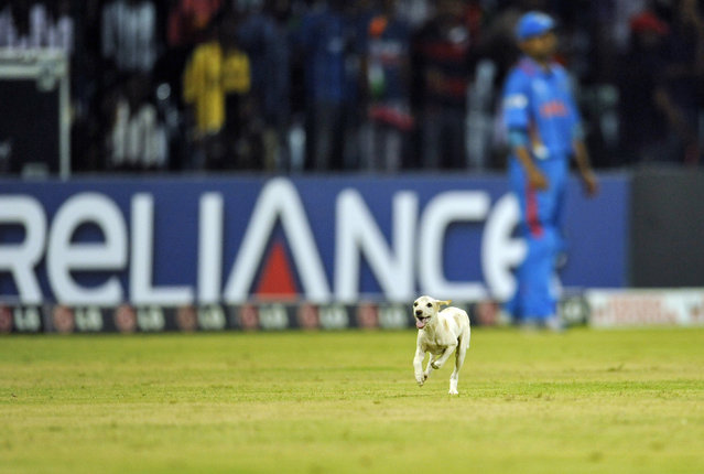 A dog runs across the field during the ICC Cricket World Cup group B match between India and the West Indies in Chennai March 20, 2011. (Photo by Philip Brown/Reuters)