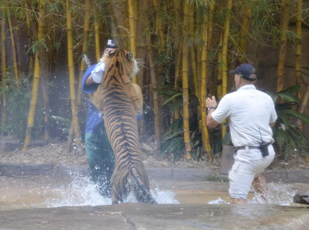 Handler Attacked by Zoo Tiger