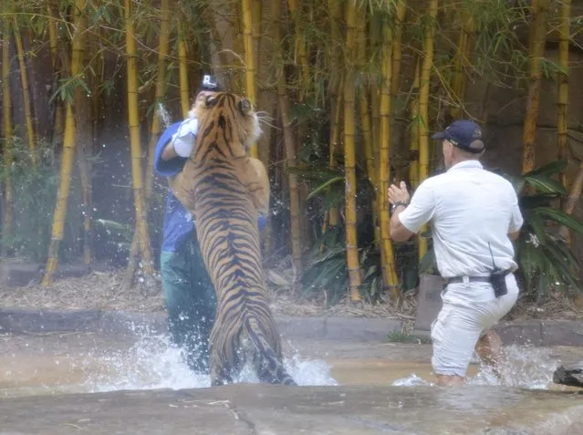 In this photo taken Tuesday, Nov. 26, 2013 and made available Thursday, November 28, a Sumatran tiger leaps on Australia Zoo handler Dave Styles, left, as an unidentified man comes to Styles' aid in an enclosure at the zoo at Sunshine Coast, Australia. Styles who suffered puncture wounds to his head and shoulder was rescued by fellow workers at the zoo. He is recovering following surgery after being airlifted to a hospital. (Photo by Johanna Schehl/AP Photo)