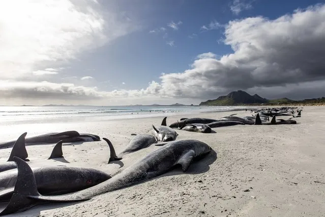 A string of dead pilot whales line the beach at Tupuangi Beach, Chatham Islands, in New Zealand's Chatham Archipelago, Saturday, October 8, 2022. Some 477 pilot whales have died after stranding themselves on two remote New Zealand beaches over recent days, officials say. (Photo by Tamzin Henderson via AP Photo)