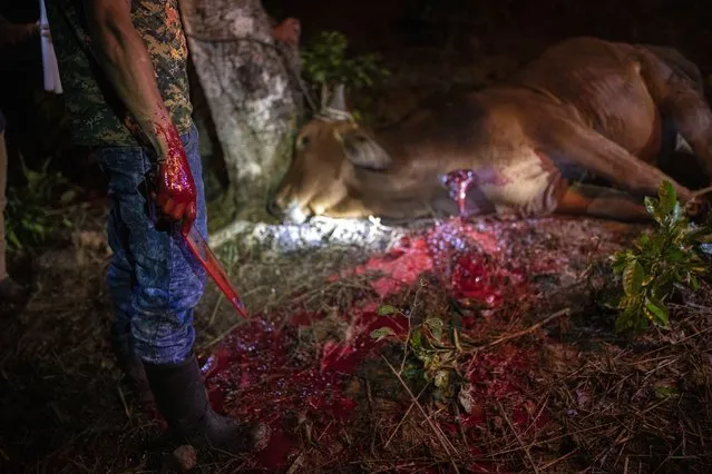 Hector Hualim Lem waits for a bull to bleed after butchering it to sell its meat to neighbors, in the makeshift settlement Nuevo Queja, Guatemala, Tuesday, July 13, 2021. The community is a temporary settlement founded by survivors of a mudslide triggered by Hurricane Eta that buried their Guatemalan town in November 2020. (Photo by Rodrigo Abd/AP Photo)