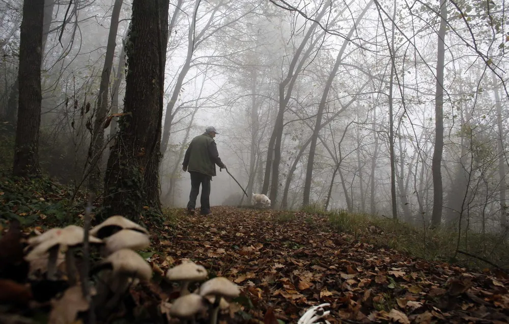 Digging for White Gold – White Truffle Hunting in Italy