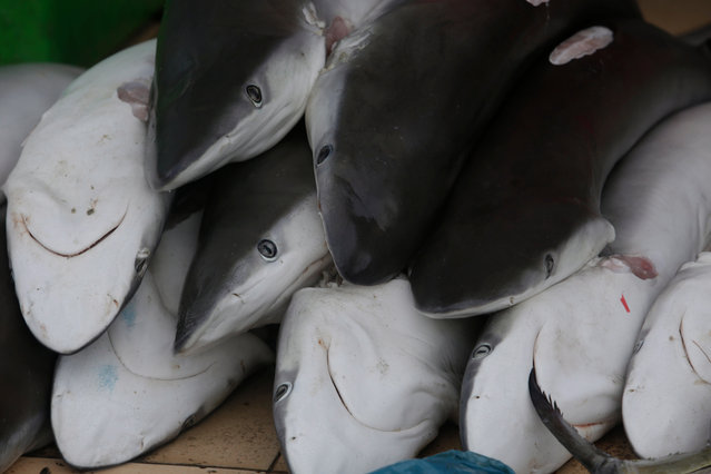 Sharks are displayed for sale at the traditional fish market Lampulo, Banda Aceh, Indonesia, 03 January 2019. The Indonesian government is tightening the regulations for the fishing of sharks and manta rays, which are now included in the list of Appendix II of the Convention on International Trade in Endangered Species. (Photo by Hotli Simanjuntak/EPA/EFE)