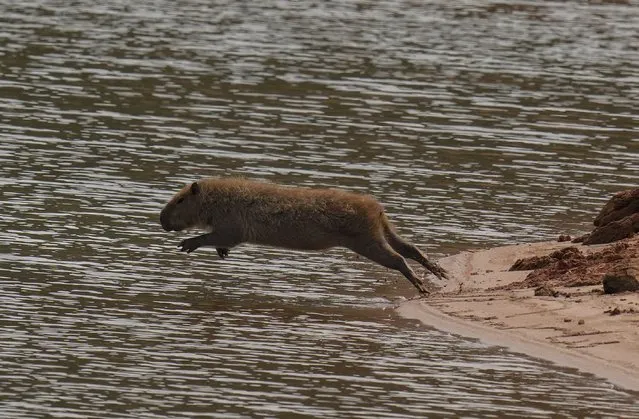 A capybara jumps into the Jaguari dam, which is part of the Cantareira System, responsible for providing water to the Sao Paulo metropolitan area, in Braganca Paulista, Brazil, Wednesday, August 25, 2021. Water levels plunged during the drought season, bringing concerns about the water supply to the largest Brazilian metropolitan area. (Photo by Andre Penner/AP Photo)