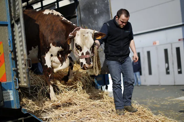 A French farmer leads his cow on the eve of the opening of the International Agricultural Show in Paris, France, February 26, 2016. (Photo by Benoit Tessier/Reuters)
