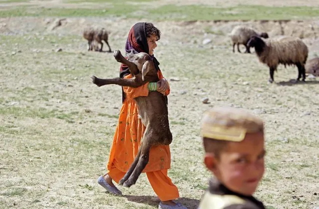 An Afghan nomad, called Kuchi, girl carries a lamb on the outskirts of Kabul, Afghanistan, Monday, April, 13, 2015. (Photo by Rahmat Gul/AP Photo)