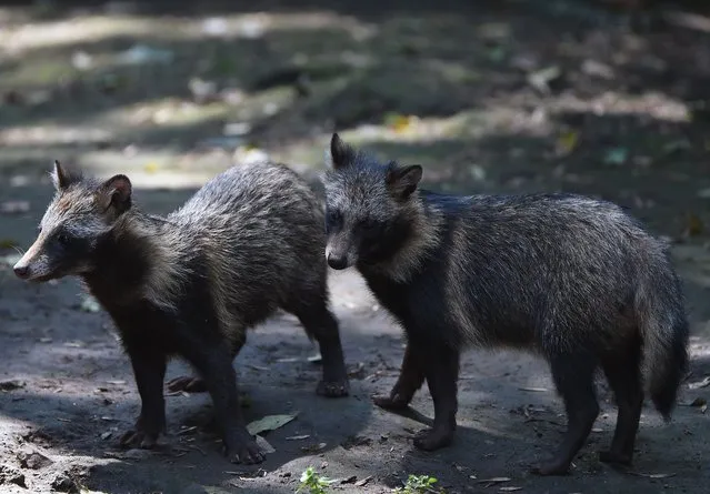 View of raccoon dogs or Tanuki (Nyctereutes procyonoides) at the Chapultpec Zoo in Mexico City on August 06, 2015. (Photo by Alfredo Estrella/AFP Photo)