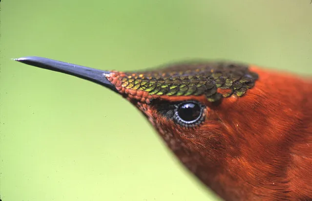 This handout picture released on February 15, 2019 by Oikonos and taken on February 2016 shows a close-up of a male Juan Fernandez firecrown (Sephanoides fernandensis) hummingbird pictured at Robinson Crusoe Island, in the Pacific Juan Fernandez Islands, off the coast of Chile. (Photo by Héctor Gutiérrez/AFP Photo/Oikonos)