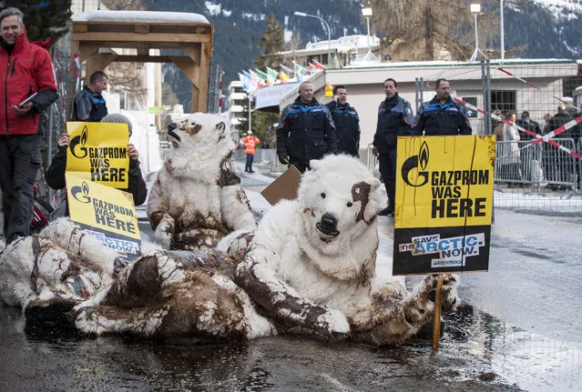 Greenpeace activists dressed as polar bears hold placards as they protest against arctic pollution by Russian oil major Gazprom on January 23, 2014 in Davos. Campaigners at the World Economic Forum Thursday handed clothing giant Gap and Russian oil major Gazprom their annual Public Eye shame awards for what they said were lax factory safety standards and Arctic drilling. (Photo by Flurin Bertschinger/AFP Photo/Greenpeace/Ex-Press)