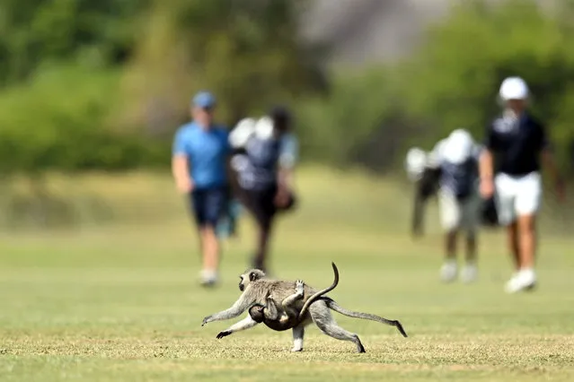 Wildlife crosses the fairway during day four of the SDC Open at Zebula Golf Estate & Spa on February 4, 2024 in Bela-Bela, Limpopo, South Africa. (Photo by Johan Rynners/Getty Images)