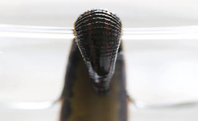 A leech in quarantine is seen in a jar at the Ricarimpex laboratory in Eysines, Southwestern France, July 22, 2016. The leech, Hirudo medicinalis, is an invertebrate 3 cm long in adulthood which after being considered indispensable in the 19th century to cure many affections such as osteoarthritis, phlebitis, tension, then fell in desuetude while it harboured qualities that made it indispensable today in plastic surgery. (Photo by Regis Duvignau/Reuters)