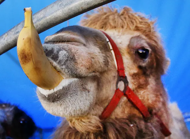 A white camel eats a banana in its enclosure in Frankfurt, Germany, Tuesday, February 7, 2017. The camel belongs to a very small circus spending the winter months on a meadow in the outskirts of Frankfurt. (Photo by Michael Probst/AP Photo)