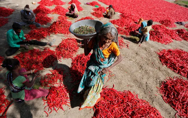 Workers remove stalks from red chillies at a farm on the outskirts of Ahmedabad, India, February 10, 2017. (Photo by Amit Dave/Reuters)