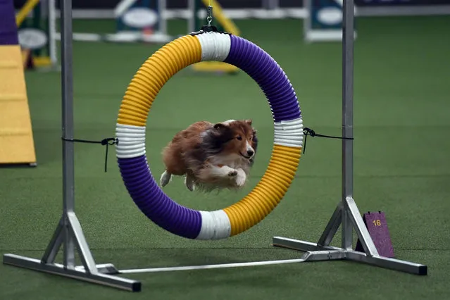 A dog competes during the 4th Annual Masters Agility Championship in New York on February 11, 2017 at the 141 st Annual Westminster Kennel Club Dog Show. (Photo by Jewel Samad/AFP Photo)