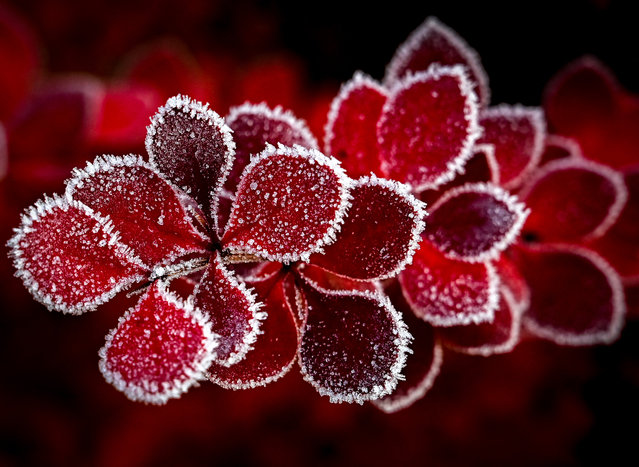 A photograph taken on November 2, 2021 shows the barberry bush leaves cover with hoarfrost in the garden outside Moscow early morning, as the temperature in Russian capital dropped below zero during the night. (Photo by Yuri Kadobnov/AFP Photo)