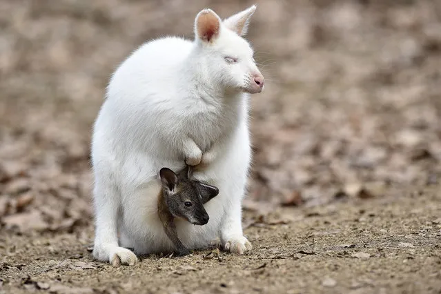 A rare albino red-necked wallaby and its newborn are seen in their enclosure in the Zlin zoo, the Czech Republic, on Wednesday, March 23, 2016. (Photo by Dalibor Gluck/CTK via AP Photo)