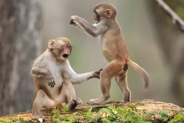 Two young monkeys got a clip round the ear from their mum – after taking their wrestling playtime too far and hurting each other. (Photo by Caters News)