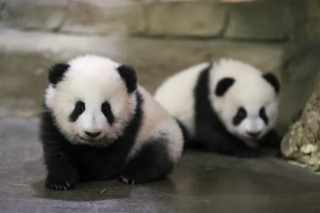 In this photo provided by Zooparc de Beauval, twin panda cubs, Yuandudu and Huanlili take their first steps in public, at the Beauval Zoo in Saint-Aignan-sur-Cher, France, Saturday, December 11, 2021. The female twins were born in August. Their mother, Huan Huan, and father, Yuan Zi, are at the Beauval Zoo, south of Paris, on a 10-year loan from China aimed at highlighting good ties with France. (Photo by Zooparc de Beauval via AP Photo)