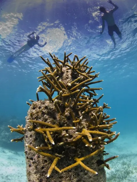 “Holy man”. Underwater Sculpture, Museo Subacuático de Arte, Cancun. (Photo by Jason deCaires Taylor/UnderwaterSculpture)