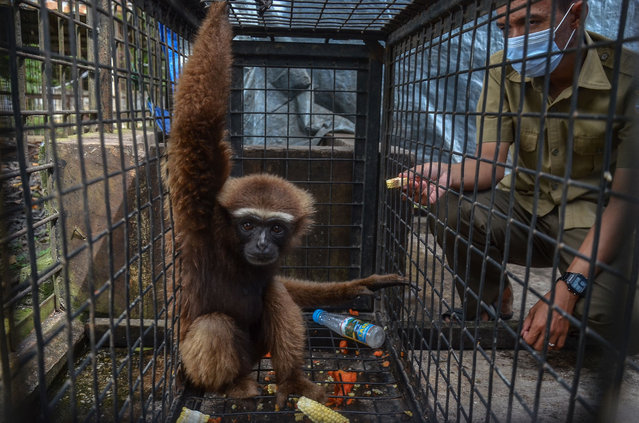 An officer examines an agile gibbon, listed on The International Union for Conservation of Nature Red List of Threatened Species due to habitat destruction and the pet trade, inside a cage after a resident handed it over to the Nature and Conservation Agency (BKSDA) in Pekanbaru, Riau province on December 27, 2021. (Photo by Wahyudi/AFP Photo)